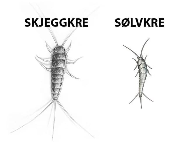 Illustrasjon som sammenligner skjeggkre til venstre og sølvkre til høyre, med merkelapper